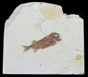 Juvenile Phareodus Fossil Fish - Wyoming #60463-1
